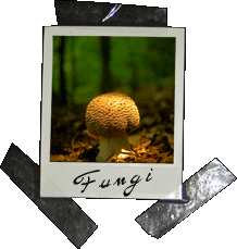 link to fungi pics